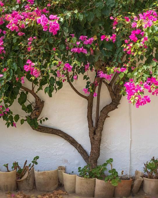 Ranchito De Alhucemas,Piscina Privada Y Barbacoa Villa Montellano Eksteriør bilde